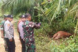 Harimau sumatra turun gunung, Tiga sapi warga di Aceh Timur dimangsa
