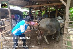 Tingkatkan populasi kerbau, Pemkab Lebak optimalkan IB