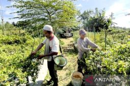 Kalsel kemarin dari rehab rumah hingga sekolah adiwiyata