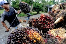 Mengatasi tantangan pengelolaan perkebunan kelapa sawit di Indonesia