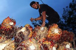 Peluang sektor pertanian di era perang tarif