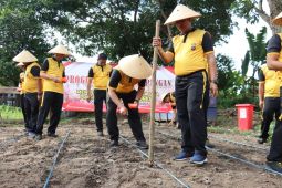 Lahan kosong di Pasaman Barat ditanami jagung