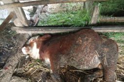 Gunungkidul ajukan 20 ribu dosis PMK