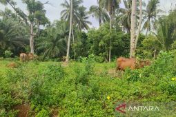 Pemkot Bengkulu catat 14 sapi terinfeksi PMK