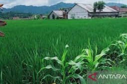 DPUTR perbaiki puluhan irigasi dukung Program Swasembada Pangan Kota Sukabumi