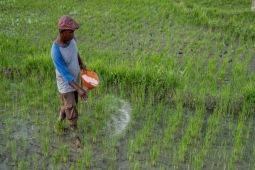 Penyaluran pupuk Urea capai 41.574 ton pada 2024