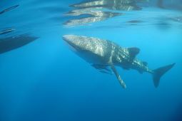 Zonasi kawasan konservasi hiu paus di Teluk Saleh Sumbawa disusun