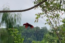 BKSDA Maluku  lakukan pelepasliaran satwa lindung di Gunung Salahutu