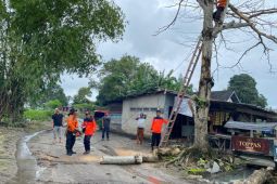 DLH Bangka libatkan PLN tebang pohon rawan tumbang