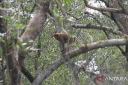 Menjaga rimbun mangrove Kalimantan untuk rumah Bekantan