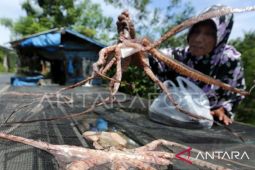 BKHIT: gurita dan ikan teri jadi produk ekspor baru Maluku