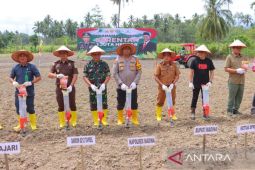 Polres Madina tanam Jagung serentak lima hektar