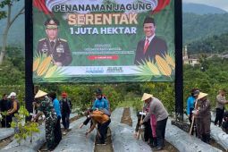 Pemkab Tasikmalaya dan Polres memanfaatkan lahan untuk tanaman jagung