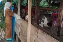 Pemkab Tasikmalaya bentuk unit reaksi cepat penanganan PMK terhadap sapi