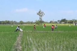 DKPP Ngawi catat produksi padi petani pada 2024 meningkat