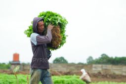 PT Timah sulap bekas tambang Bangka Barat jadi lahan pertanian dukung Asta Cita