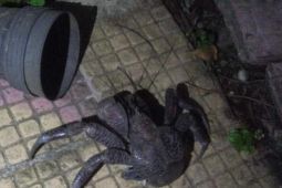 BKSDA Maluku: Kepiting kenari merupakan satwa dilindungi sesuai SK Kemenhut