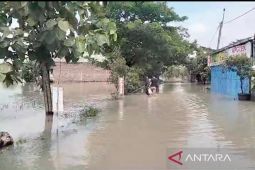 Ratusan hektare sawah di Sragen terendam banjir