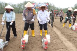 Program tanam jagung serentak 1 juta hektar, segini luas lahan di Simalungun