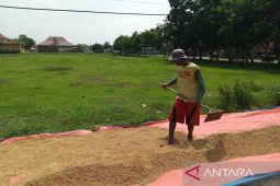 Benih padi di Cirebon aman meski terdampak banjir