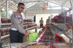 Dukung program ketahanan pangan, Ditlantas Polda Babel panen telur ayam dan bagi-bagi ke masyarakat