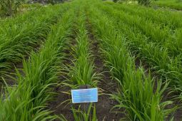 Progres program tanam padi PTPN tumbuh subur-potensi pambah pendapatan petani sawit