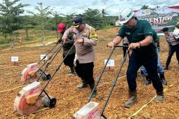 Astra Agro  Lestari tanam jagung serentak di lahan sawit dukung swasembada pangan