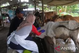 Bangka Belitung isolasi 109 ekor sapi terjangkit PMK