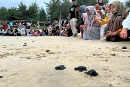 Pemerinta Aceh diminta buat regulasi untuk selamatkan telur penyu
