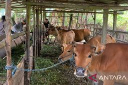 Pemkab Batanghari cegah penyakit mulut dan kuku terhadap hewan ternak