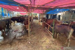 Diskannak Garut: Stok daging di pasaran tak terpengaruh kasus PMK