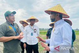 Kemenko Pangan kunjungi RSI, tinjau proses pengolahan ikan tilapia