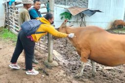 Pemkot Denpasar vaksinasi sapi di empat kecamatan cegah penyebaran PMK