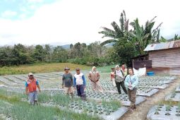 Pemerintah memberikan bimbingan terkait penyakit daun bawang ke petani