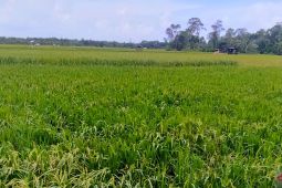 Pemkab Bangka daftarkan varietas padi gogo ke Kementan