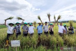 Kota Bogor panen padi nutrizinc bisa untuk atasi stunting