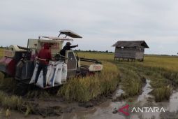 Kabupaten Penajam  awasi harga gabah-beras agar tidak rugikan petani