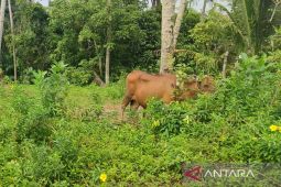 Pemkot Bengkulu catat enam ekor hewan terjangkit jembrana