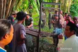 Suasana normal lagi di Desa Tunggal Jaya usai harimau mangsa warga
