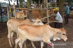 Wabah PMK ancam populasi dan harga sapi potong di Bekasi