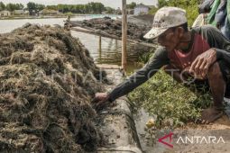 DKP Maluku:  Potensi luasan budi daya perikanan capai 158.482 ha