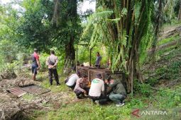 BKSDA nonaktifkan tiga perangkap harimau di Mukomuko