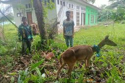 BKSDA Maluku  amankan dua ekor rusa timor dari warga di Bula