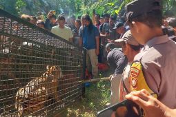 Harimau Sumatera turun gunung di Aceh Timur, Dua sapi dimangsa