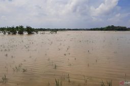 Dampak banjir, 40 hektare lahan pertanian di Tangerang rusak