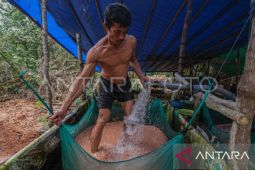 Distan catat Maluku miliki hutan sagu potensial seluas 36.462 hektare
