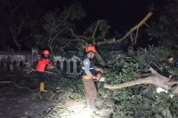 BPBD Sukabumi evakuasi pohon tumbang timpa pemakaman umum