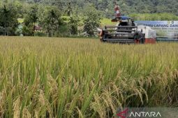 Ekstensifikasi masih jadi solusi swasembada padi di Kalbar