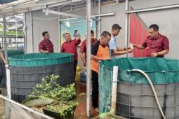 Lapas Banjarmasin budidaya 5.000 lele ciptakan kemandirian WBP