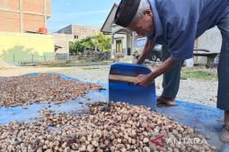 Produksi karet di Aceh Timur capai 15.895 ton
